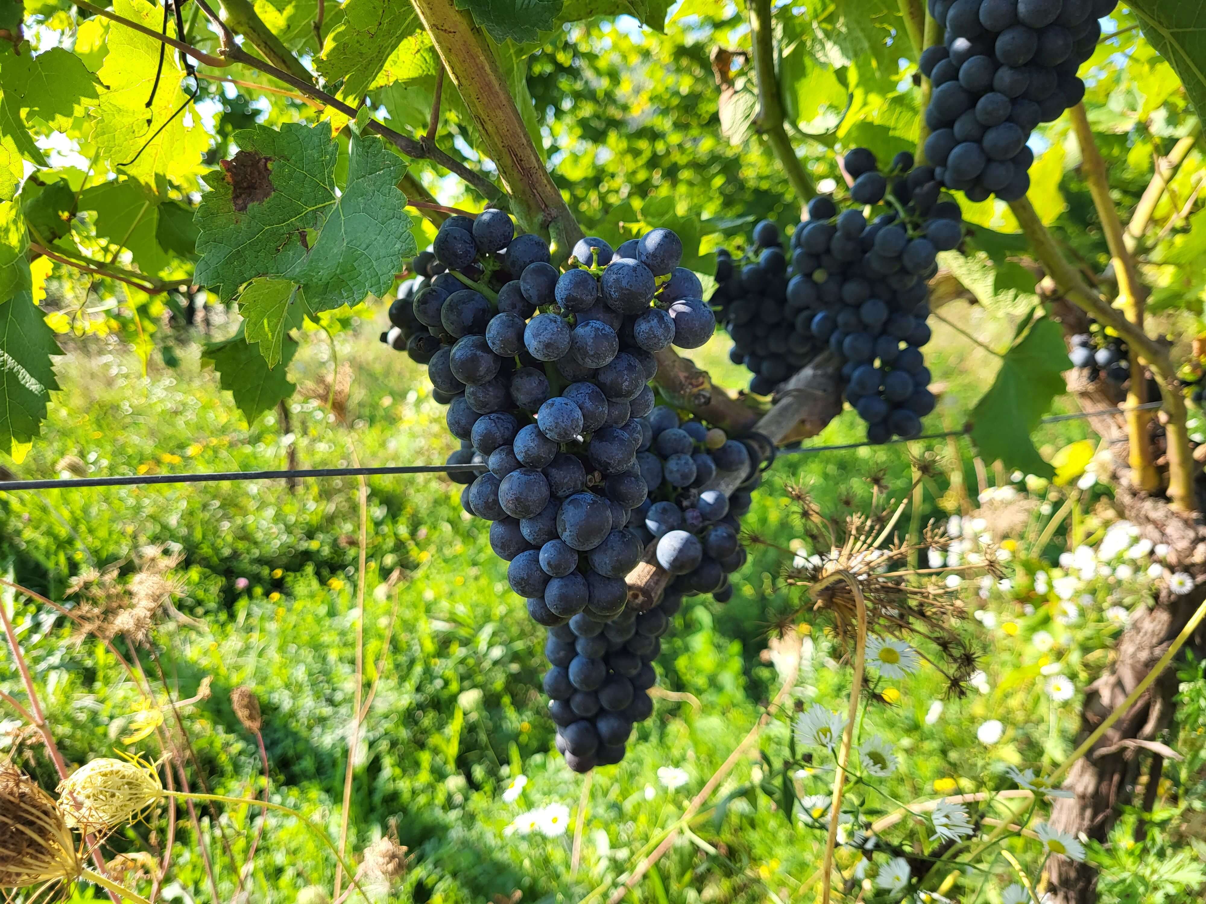 Cabernet Cortis 2024